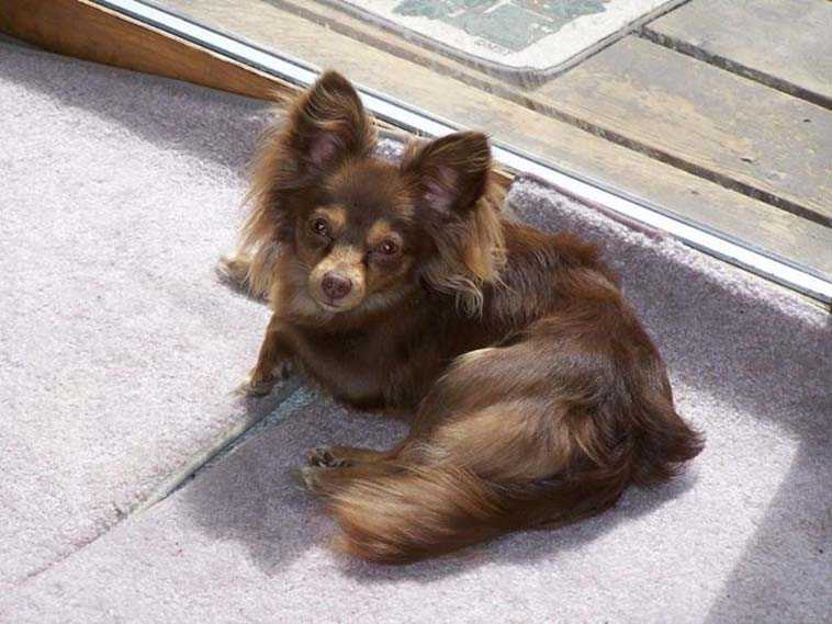 Tim Lohmer shared this photo of Jolie, a long-haired Chihuahua. He writes, "She loves sunning herself in this beautiful Kenai spring weather."