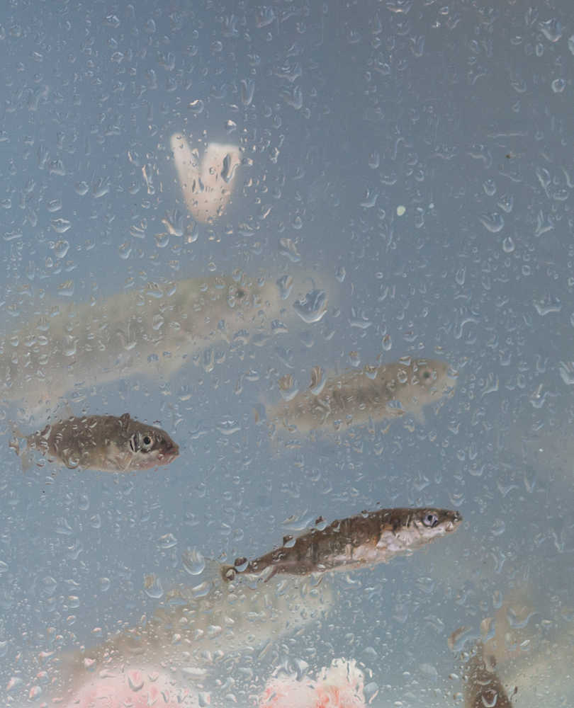 Photo by Rashah McChesney/Peninsula Clarion  Salmon swim in an aquarium set up for viewing at the Alaska Department of Fish and Game's annual Salmon Celebration Tuesday May 6, 2014 at Johnson Lake Campground in Kasilof, Alaska.