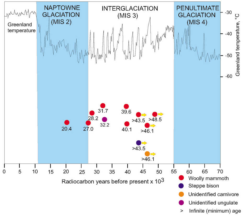 Radiocarbon ages for mammal fossils found on the Kenai Peninsula plotted against the late Pleistocene glacial chronology. Infinite ages represent the most recent times that the dated animals lived on the peninsula.