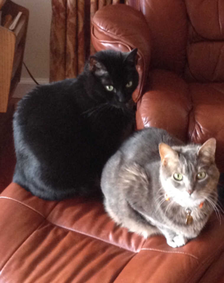 Submitted photo Mary Wulf of Kenai says her cats cats Mikie and Sophie like to get their picture taken.