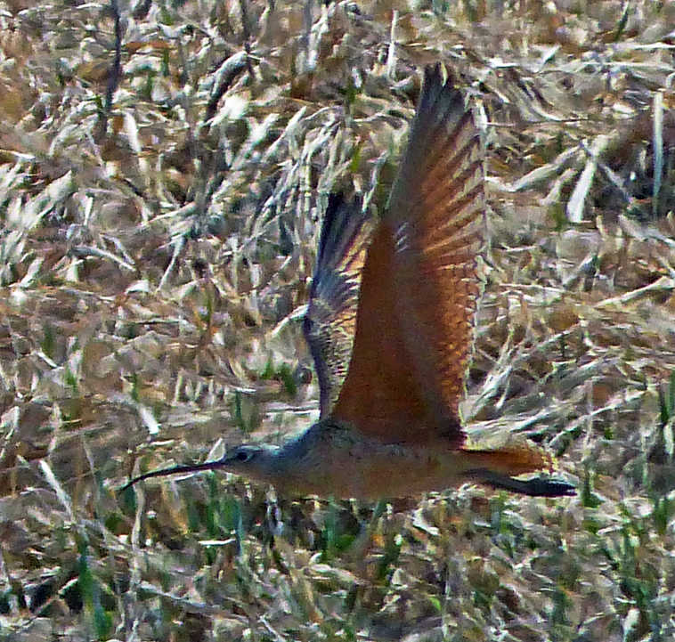 This May 6, 2014 photo provided by Bob Armstrong shows a long-billed curlew in flight near Juneau, Alaska. North America's largest shorebird had made an appearance in southeast Alaska, hundreds of miles north of its usual northern breeding area. Martina Kallenberger and her husband, Doug Sanvik, spotted and photographed a long-billed curlew May 3 at the Boy Scout camp north of Alaska's capital. They consulted guidebooks for nearly an hour trying to confirm the identity. (AP Photo/Bob Armstrong)