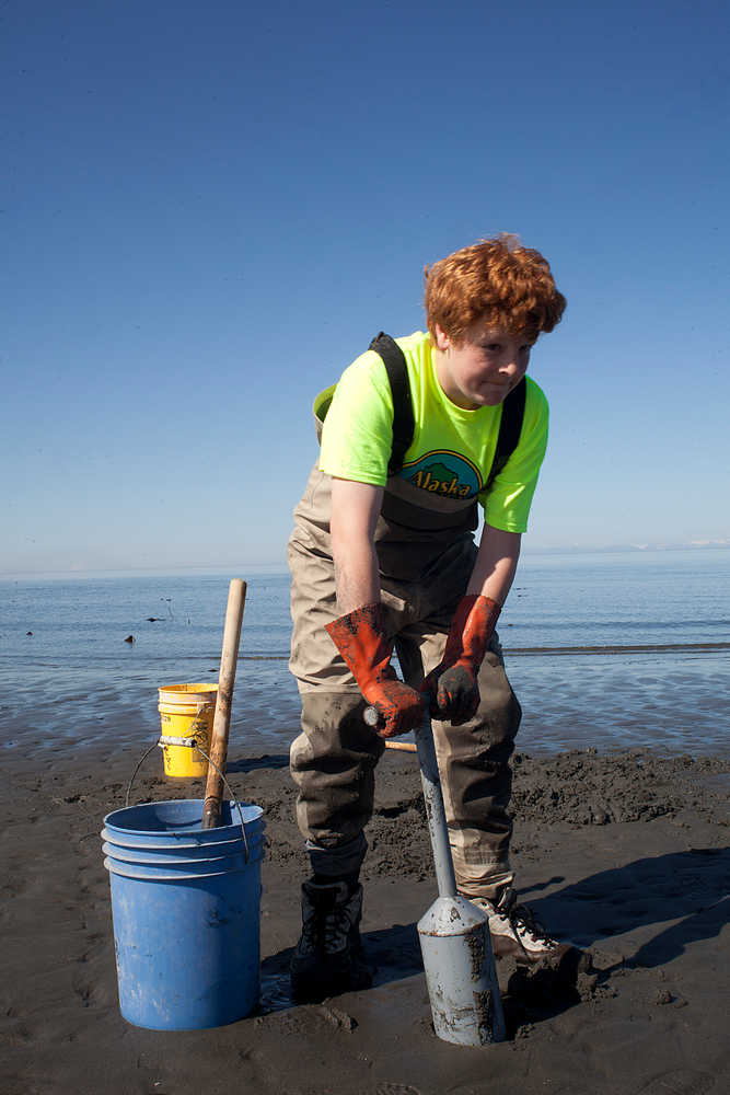Photo by Rashah McChesney/Peninsula Clarion  Ted Nichols, 12, of Chugiak, goes digging for clams at the Whiskey Gulch beach access Saturday May 18, 2014 in Anchor Point, Alaska.