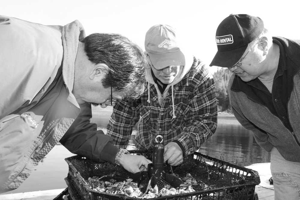 ADVANCE FOR SUNDAY, MAY 18, 2014 Bill Wolfe Jr., an apprentice at Hoonah's soon-to-be oyster farm; Rodger Painter, aquaculture specialist and a longtime shellfish farmer; and John Hillman, Hoonah Indian Association's Director of Natural Resources, look over oysters pulled from the Kake, Alaska nursery on May 1, 2014. (AP Photo/Capital City Weekly, Mary Catherine Martin)