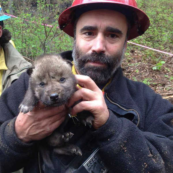Photo contributed by Brian Nichols Firefighters rescued five wolf pups abandoned by mother during the Funny River Horse Trail wildfire.