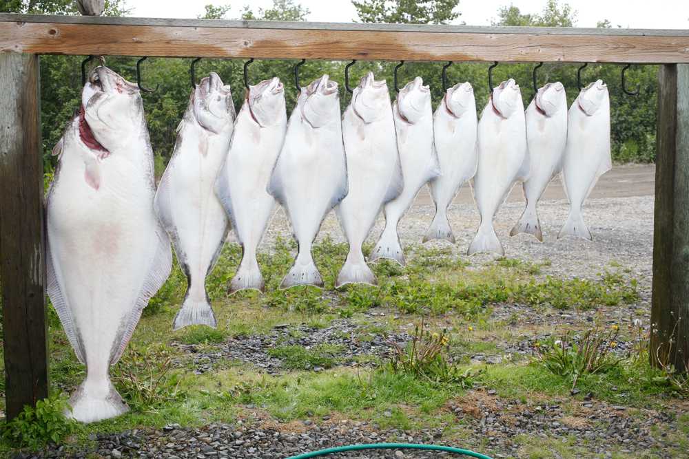 Photo by Rashah McChesney/Peninsula Clarion  In this July 2, 2013 file photo - halibut of all sizes are lined up after a trip with Alaska Gulf Coast Expeditions in the Cook Inlet.