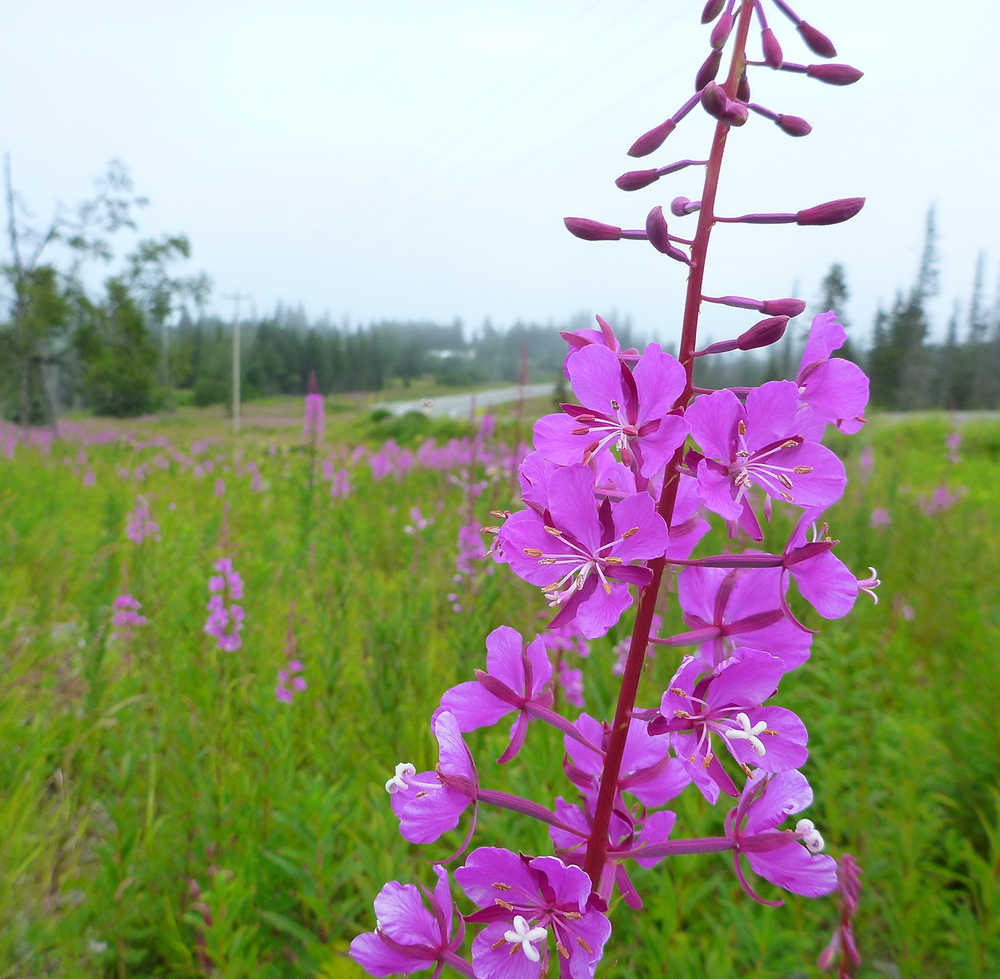 Fire-adapted plants thrive after wildfire