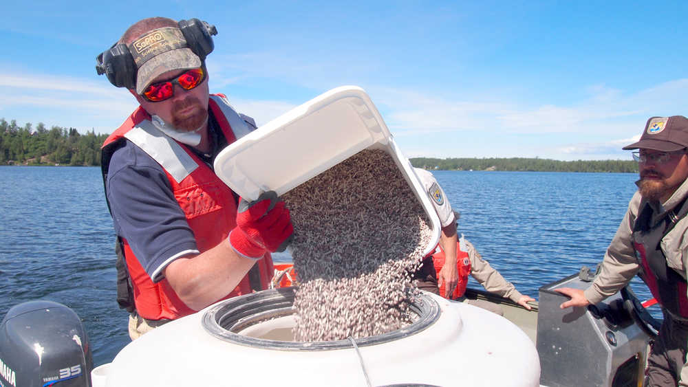Scott Schuler from SePRO pours fluridone pellets into the hopper on the application spreader (a gas-fired blower). Matt Bowser from the Kenai National Wildlife Refuge watches in the background. Photo courtesy of the Kenai National Wildlife Refuge.