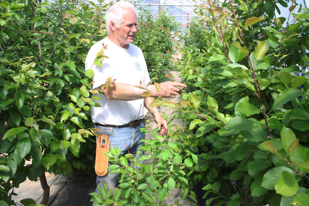 Photo by Kelly Sullivan/Peninsula Clarion Students at Mike O'Brien's annual grafting class receive hands on experience by learning basic grafting skills on plants kept inside the O'Brien Orchard high tunnels, Friday, May 20.