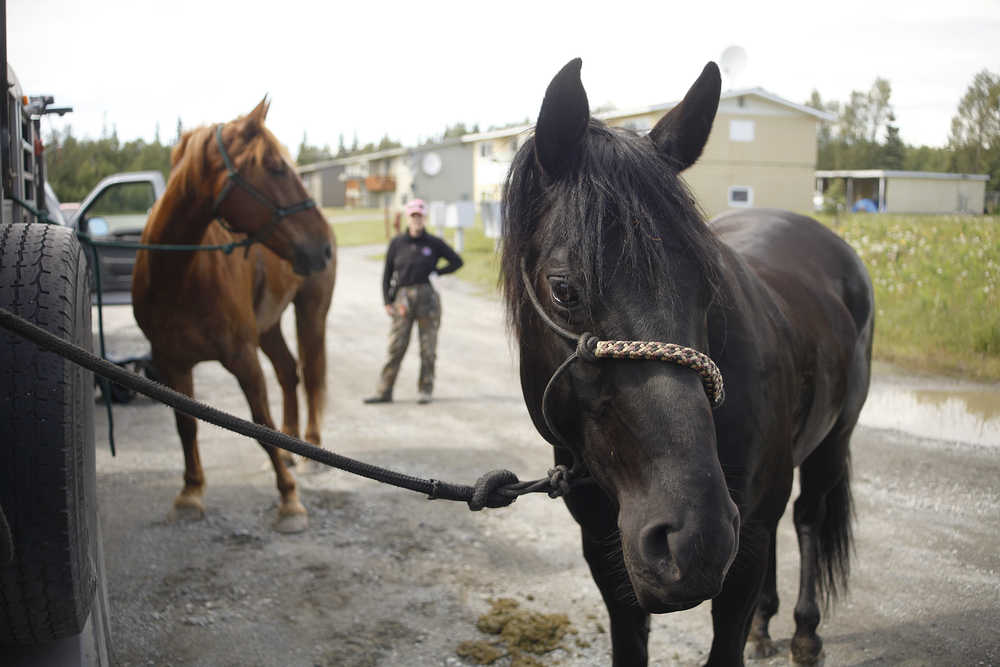Photo by Rashah McChesney/Peninsula Clarion Laurie Speakman stands near her horses Kodiak and Gunsmoke as she lets the two cool down from a several-hour trek into a section of woods to search for a missing family Tuesday June 24, 2014 in Kenai, Alaska.  Speakman and a dozen other volunteers took horses, four-wheelers and an airplane into the area to continue a search for four Kenai residents who have been missing since late May.