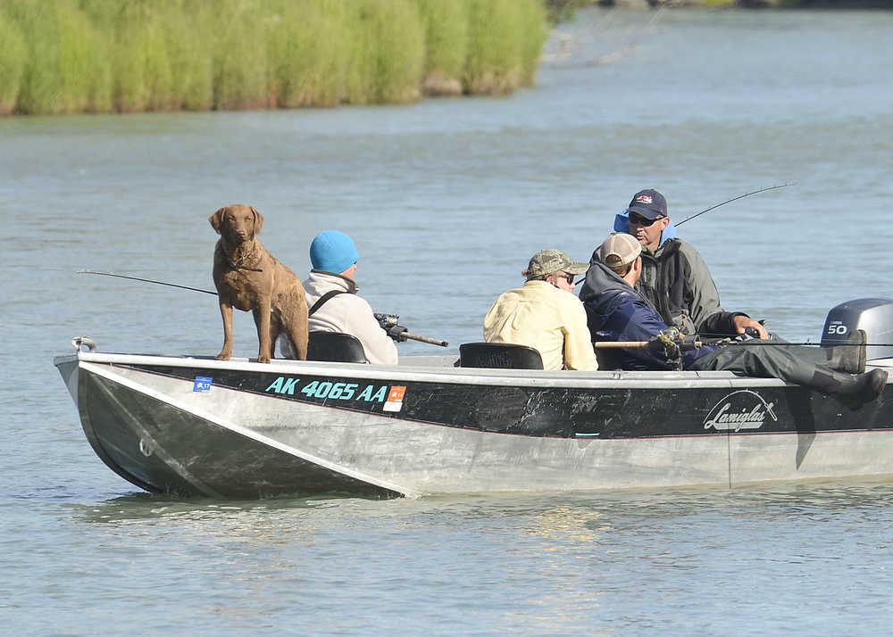 Photo by Rashah McChesney/Peninsula Clarion  Four anglers and a dog spent a leisurely morning fishing Tuesday during the opening day of king salmon fishing on the Kenai River near Poacher's Cove in Soldotna, Alaska. Alaska Department of Fish and Game managers said guided and unguided anglers reported slow fishing. Area management biologist Robert Begich wrote in an email that there were fewer than 100 boats with actively fishing anglers on them in the entire area open to king salmon fishing on the Kenai River. The first day of the late run of Kenai River king salmon opened to no-bait and anglers were restricted to fishing downstream of the mouth of Slikok Creek to the mouth of the Kenai River.