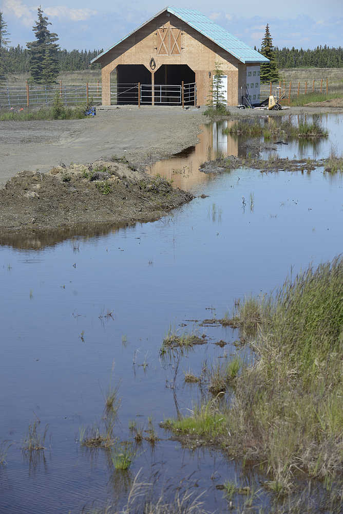 Photo by Rashah McChesney/Peninsula Clarion  Water encroaches on a horse barn Wednesday, July 2, 2014 on Buoy Avenue near the Kalifonsky Meadow Subdivision in Kenai, Alaska. Several homes in the neighborhood have been struggling with groundwater flooding issues since October 2013.