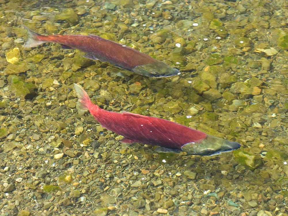 Photo courtesy Kenai National Wildlife Refuge Red salmon swim in a Kenai Peninsula stream.