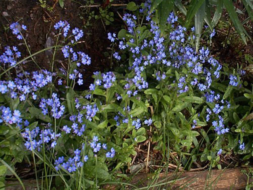 Photo courtesy Kenai National Wildlife Refuge Alaska's state flower, the bright blue alpine forget-me-not.