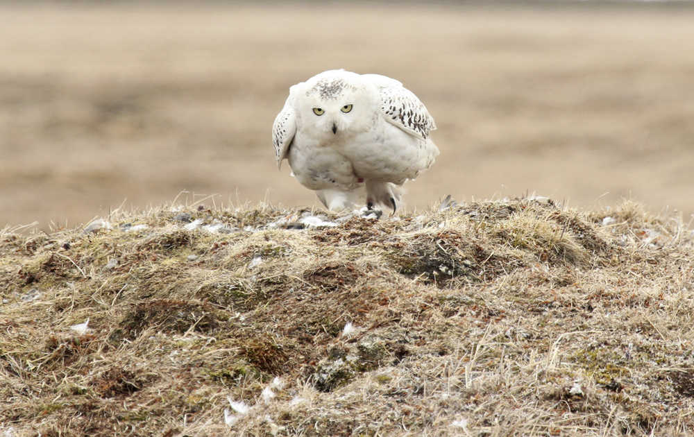 This June 2014 photo released by explore.org shows an owl sitting near the site of the explore.org live camera set up in Barrow, Alaska. A high-definition camera on a burrow near the nation's northernmost city is allowing researchers and any bird viewer with an Internet connection an unfettered view into the nesting den of an Arctic snowy owl. (AP Photo/explore.org, Tiffany Sears)