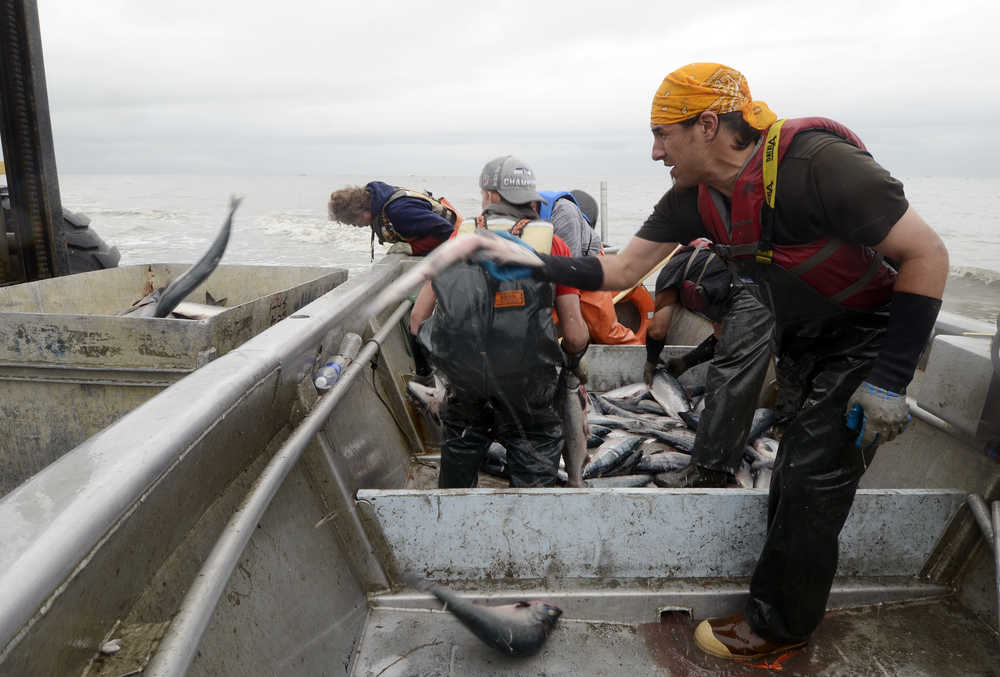 Photo by Rashah McChesney/Peninsula Clarion PJ Selanoff tosses salmon from a setnet skiff along with the rest of a group crewing a site for commercial set gillnet fisherman Gary Hollier Wednesday July 9, 2014 in Kenai, Alaska.