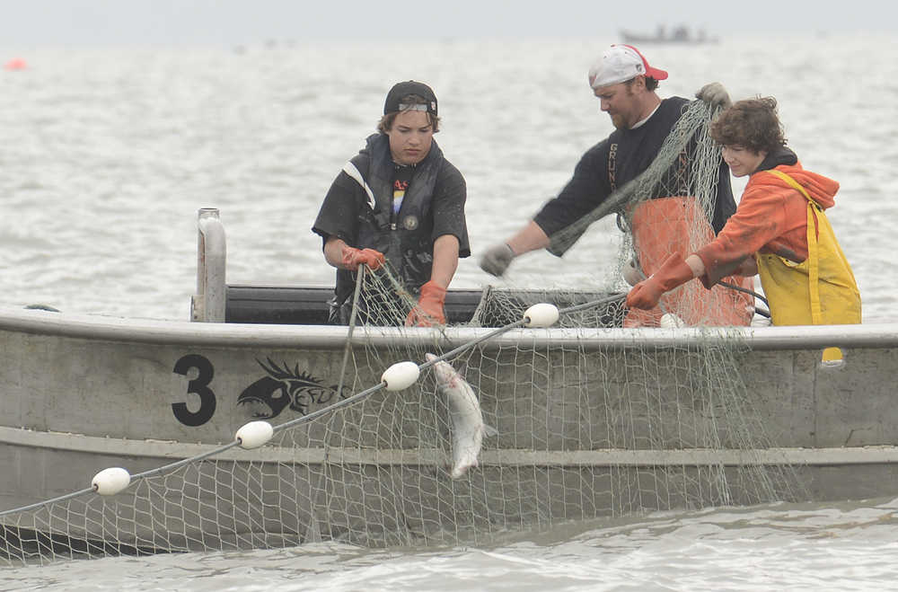 Photo by Rashah McChesney/Peninsula Clarion  Devin Every, Travis Every and Damien Redder pick fish from a setnet Wednesday July 9, 2014 in Kenai, Alaska.