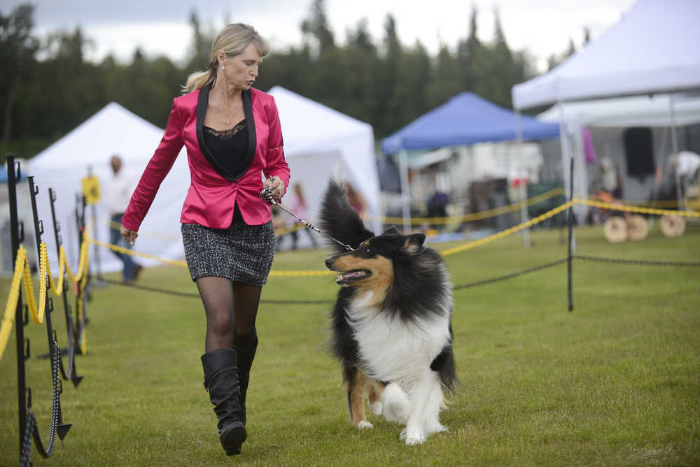 Photo by Rashah McChesney/Peninsula Clarion  Melody Newberry shows off her minature poodle Shadow's teeth as she waits to show him during the Kenai Kennel Club's annual dog show Friday July 11, 2014 in Soldotna, Alaska.