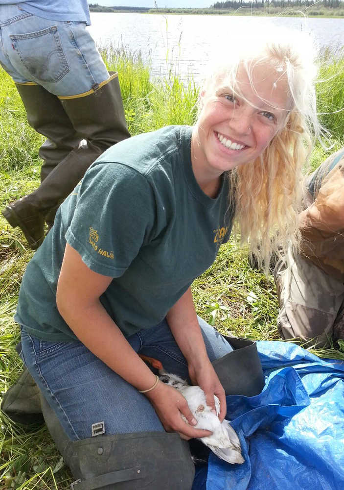 Biological intern Bri Kilbourne inverts a cloaca to determine sex of a Greater White Fronted Goose while banding it. Photo by Janel Mayo