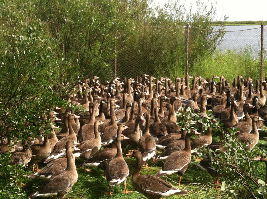 Photo by Bri Kilbourne Greater White Fronted Geese pack into the "pot", part of the trap into which flightless geese are herded by floatplanes on Innoko National Wildlife Refuge