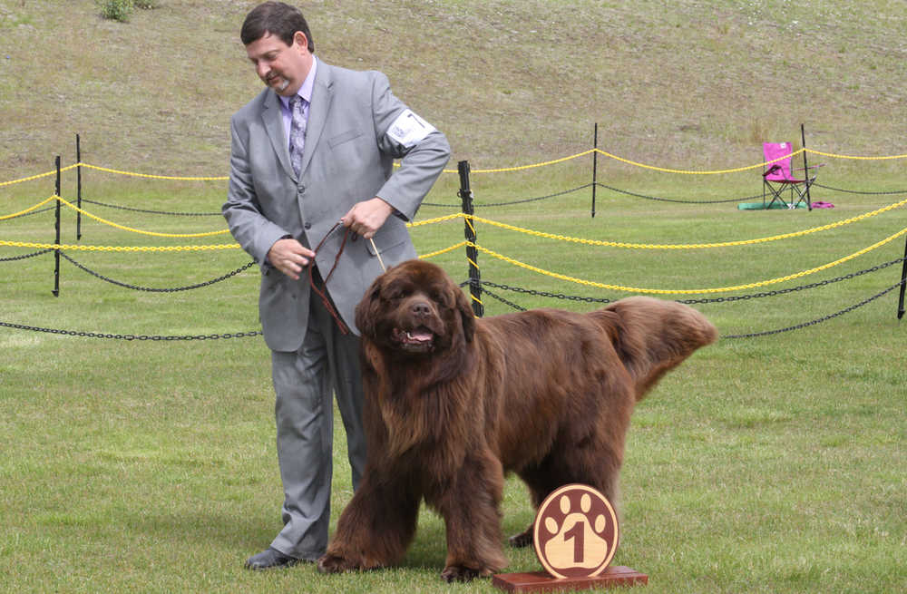 Canine Showtime for Kenai Kennel Club