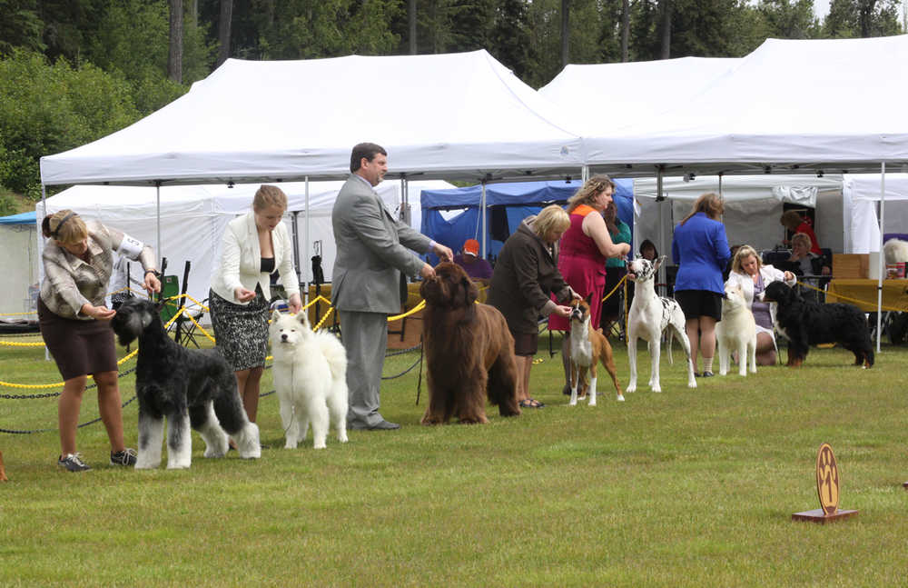 Canine Showtime for Kenai Kennel Club