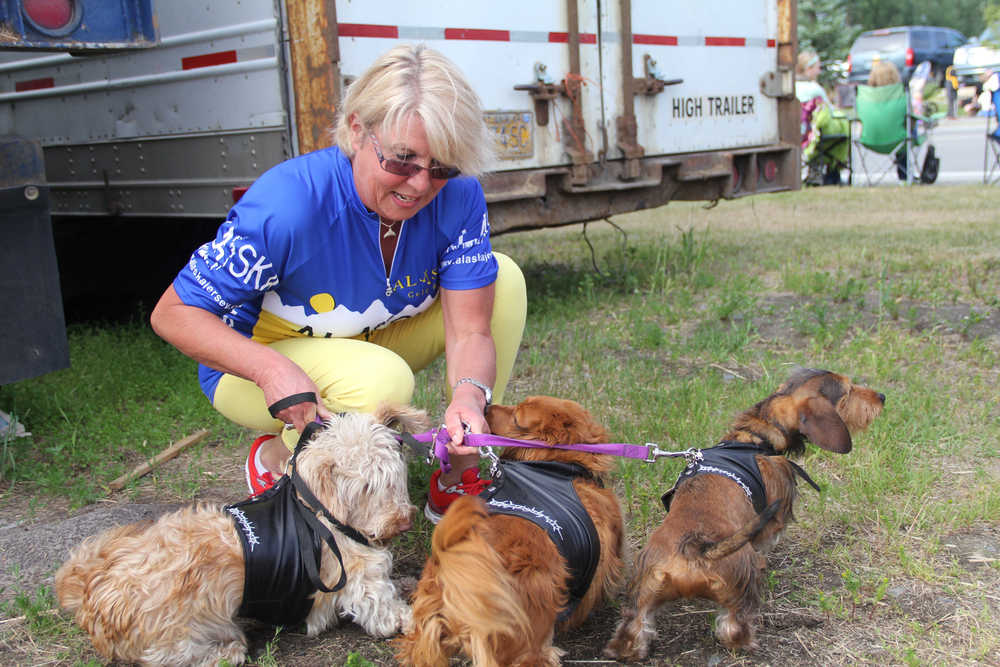 Sybille Castro untangles three of her five dachshunds - Fritz, Franz and Hans - before walking in the "Weenies on Parade" at the Soldotna Progress Days parade in Soldotna on July 27, 2013.