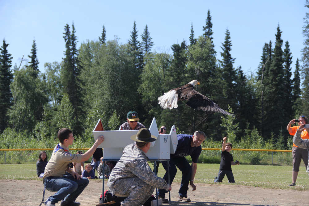 From left: Eagle Scout Daniel Lewis, Air Force veteran Ray Freeborn, Alaska Army National Guard staff Sgt. Jason Stokes and Soldotna Mayor Nels Anderson open the box releasing the healed eagle into the wild at the Eagle Release at Soldotna Progress Days in Soldotna July 27, 2013.