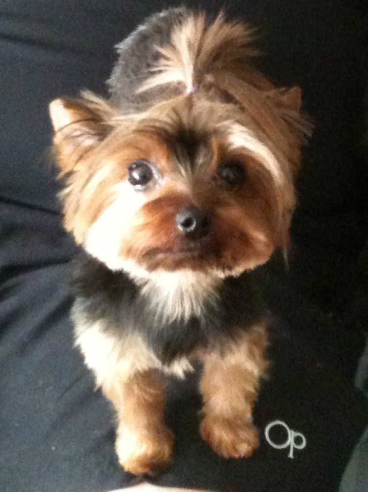 Cindy Morrison of Kenai shared this photo of Sweetpea, a 2.9-pound Yorkie with a personality is as big as any Diva. Cindy writes, "She's standing on her daddy's leg smirking at the camera."