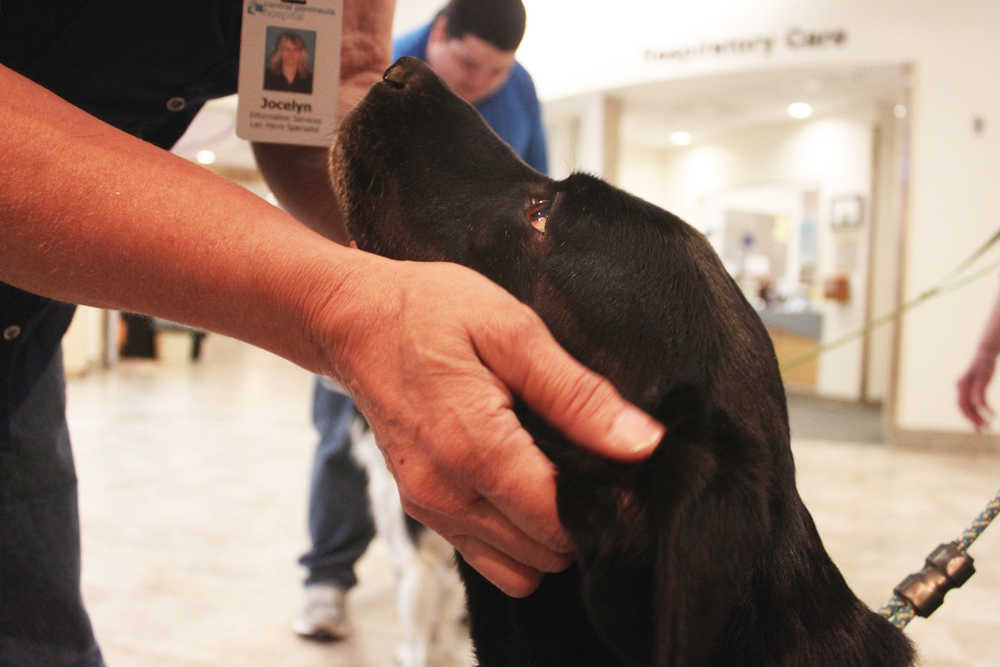 Photo by Kelly Sullivan/ Peninsula Clarion Staff member Susan Myers stops on her way through the lobby to pet Ben, Kathy East's certified therapy animal, Wednesday, July 23, at Central Peninsula Hospital.