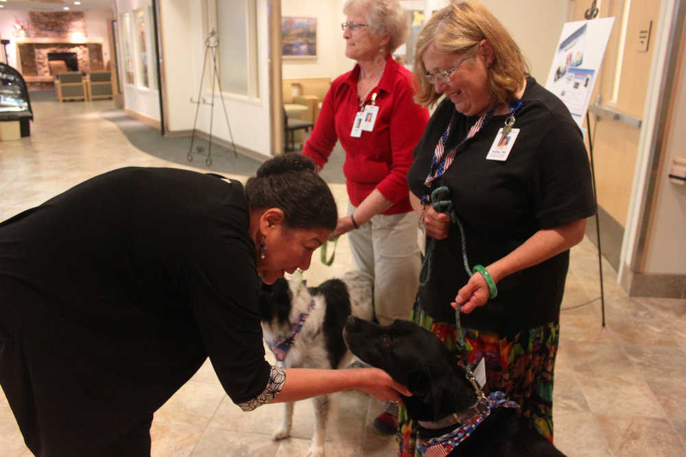 Photo by Kelly Sullivan/ Peninsula Clarion Kathy East's brought her certified therapy animal named Ben to the annual showcase of Animal Assisted Therapy animals, Wednesday, July 23, at Central Peninsula Hospital.