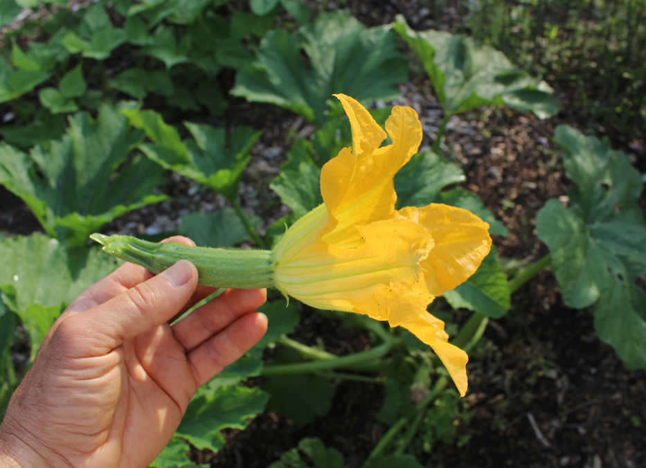 This Monday, July 7, 2014 photo shows a zucchini flower in New Paltz, New York. Zucchini, picked before the flower has been shed, is young and tender and can be eaten flower and all. (AP Photo/Lee Reich)