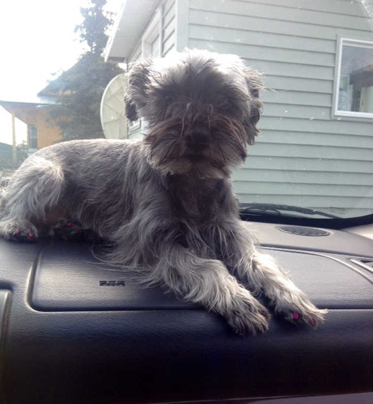 Michelle Hernandez shared this photo of her miniature schnauzer hanging out on the dash of her car. Her name is Maya and she's 5 years old. (Submitted photo)