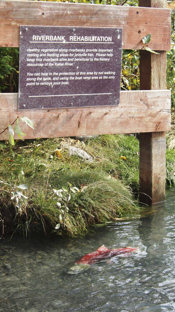 Courtesy photo/Kenai National Wildlife Refuge A rehabilitated bank at Jim's Landing on the Kenai River provides a resting place for a tired sockeye salmon.