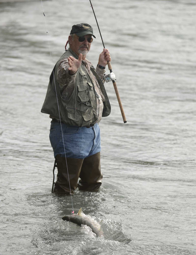 Photo by Rashah McChesney/Peninsula Clarion Randy Dayton, of Idaho, pulls his line in to release a pink salmon Wednesday August 6, 2014 in Soldotna, Alaska. The pink salmon run has been strong in 2014 and many anglers have reported difficulty in catching other species of fish due to the volume of pinks in the Kenai River.