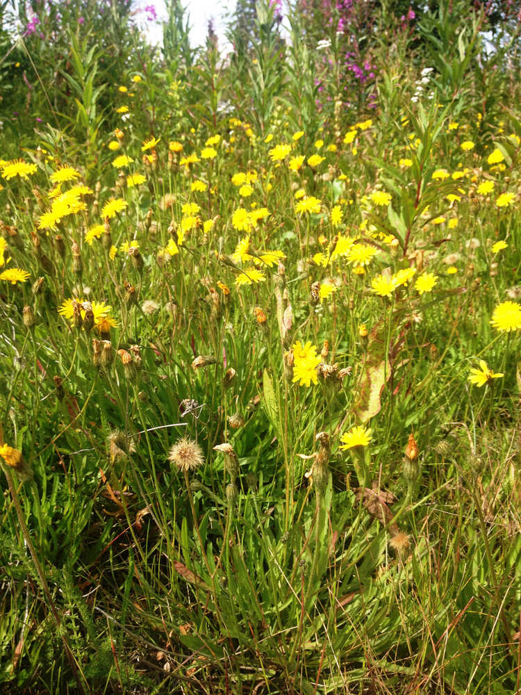 Refuge Notebook: Wind carries insidious exotic plant seeds