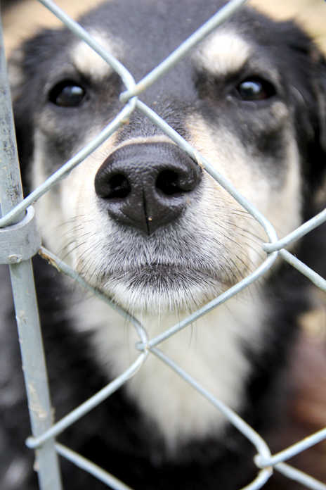 One of the 35 dogs rescued from a Knight Drive home just outside of Soldotna on Monday sits outside at Alaska's Extended Life Animal Sanctuary in Nikiski. Photo by Kaylee Osowski/Peninsula Clarion
