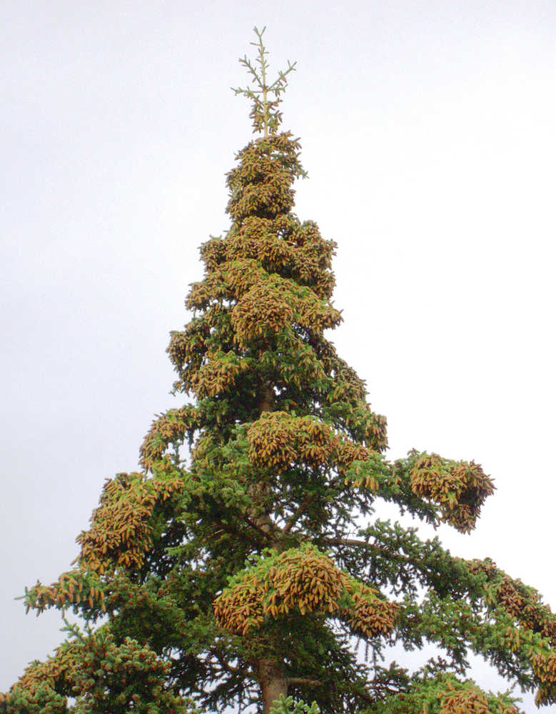 White spruce bearing heavy cone crop at the Kenai National Wildlife Refuge's Visitor Center, August 12, 2014.  Photo by Matt Bowser/USFWS.