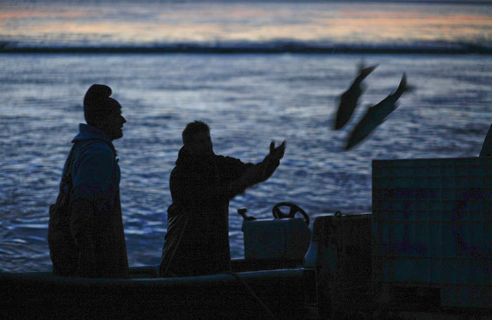 Photo by Rashah McChesney/Peninsula Clarion  Karl Kircher and Steven Bishop pitch setnet caught fish from a skiff near the mouth of the Kasilof River at 1 a.m. July 17 during an overnight commercial fishing period in Kasilof, Alaska.