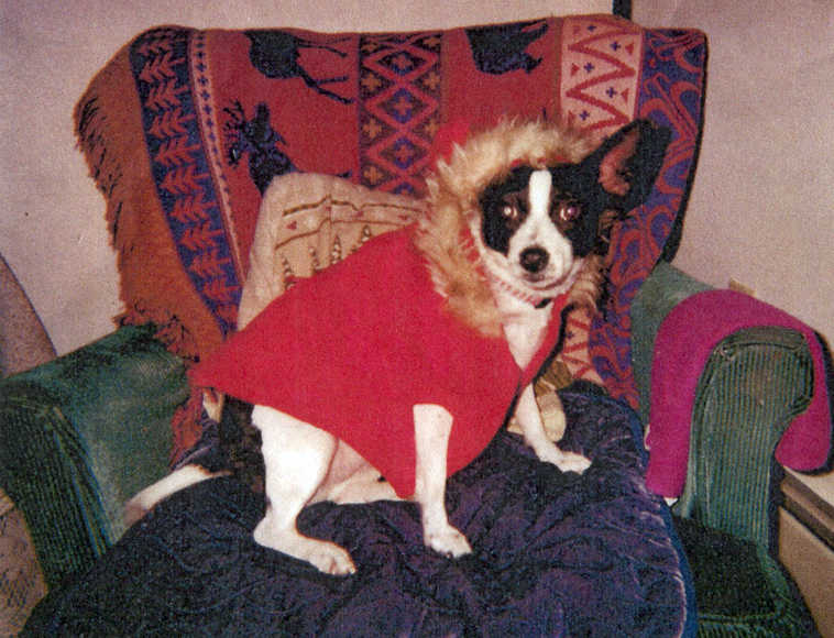 Aspen Rose Aponi of Sterling shared this photo of Sweetheart Rose (Rosie for short), posing in her winter duds last December. Rosie is a 3-year-old Teddy Roosevelt terrier.