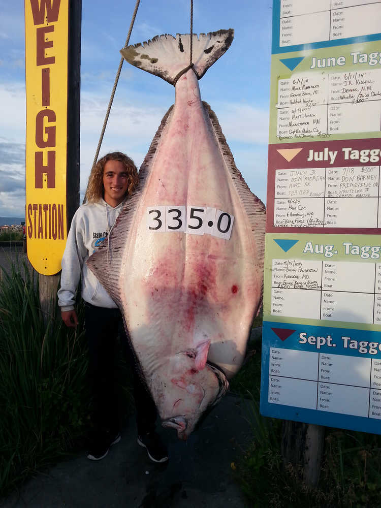 Jackson Hobbs, 16, an Eagle Scout from Franklin, Idaho, firmly dominated the Jackpot Halibut Derby Leaderboard by hauling in a hefty 335.0 pound halibut aboard the vessel Venturess of Alaska Premier Sportfishing with Captain Travis Larson. (Photo courtesy Homer Chamber of Commerce)