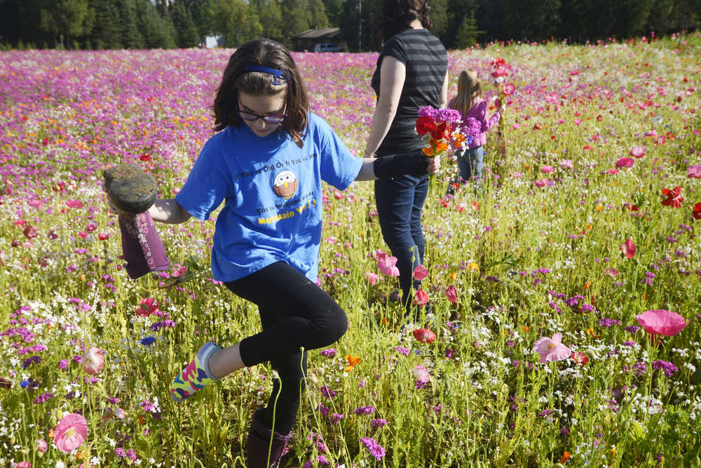 Photo by Kelly Sullivan/ Peninsula Clarion Hadessah Parkki and her mother Heather Parkki and sister Leia Parkki stopped at the park off the Kenai Spur Highway after school to pick the variety of wildflowers blooming, Friday, August 29, 2014 in Kenai, Alaska.