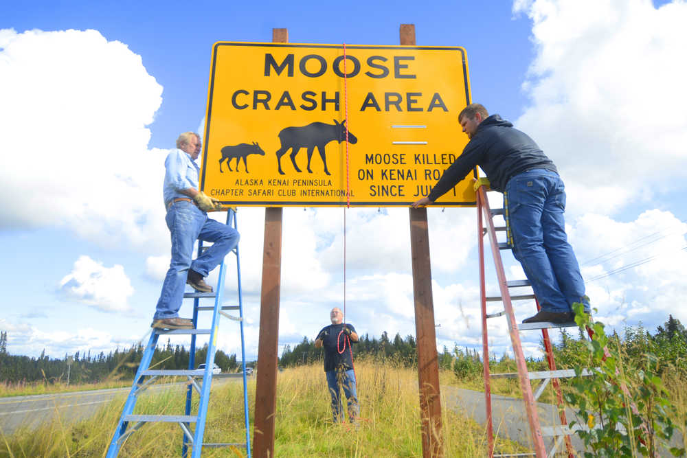 Photo by Kelly Sullivan/ Peninsula Clarion Tom Netschert, Ron McAlpin and Jesse Bjorkman members of the Board of Directors for the Alaska Kenai Peninsula Chapter Safari Club International in collaboration with the Department of Transportation,  installed Moose Crash Area signs along the Kenai Spur Highway and Sterling Highway, Friday, August 29, on the Central Kenai Peninsula, Alaska. Each sign costs $1,500, the funds of which were raised by the Safari Club, Netschert said. The signs are meant to raise more public awareness for personal safety, he said. The number of moose killed since last year is over 240, he said.