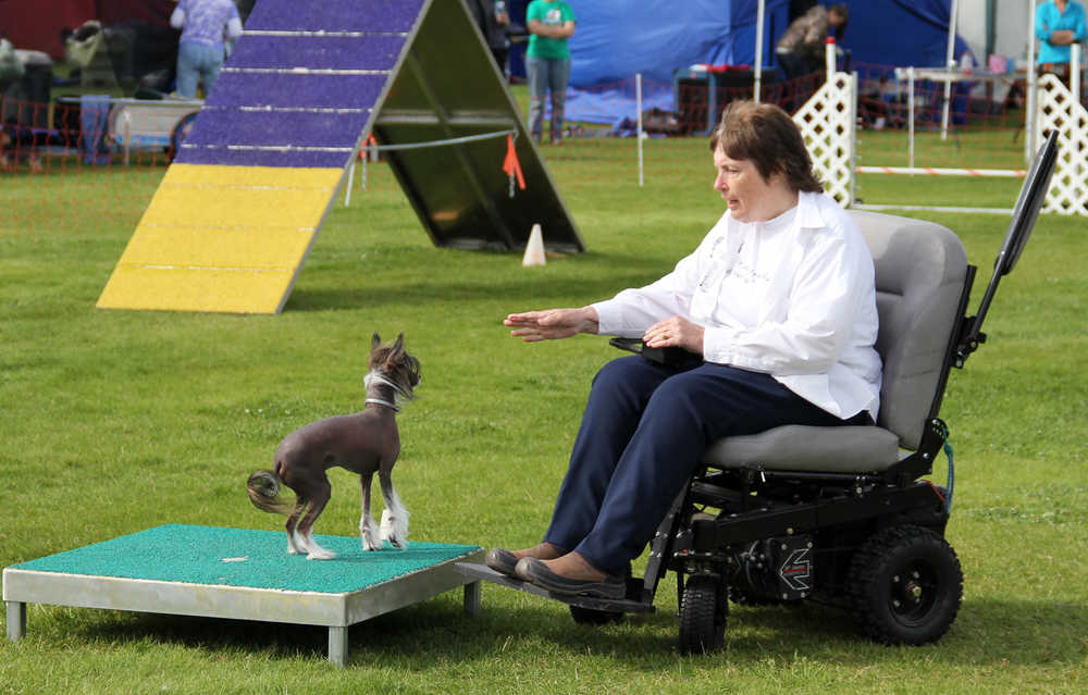 Photo by Dan Balmer/Peninsula Clarion Soldotna resident Linda Jacobsen tells her dog Trace to wait for five seconds before continuing through the agility course Monday at the Kenai Kennel Club agility trials at the Kenai Little League Fields. Jacobsen said having the opportunity to go through the course with her dog despite her limited mobility has been a rewarding experience.