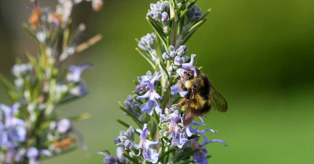 This March 24, 2014 photo shows a bumble bee searching for nectar from a Rosemary plant near Langley, Wash. Honeybees are irreplaceable as pollinators but you can somewhat offset their loss by attracting beetles, butterflies and moths, dragonflies, feral bees, bumblebees and wasps, among others. (AP Photo/By Dean Fosdick)