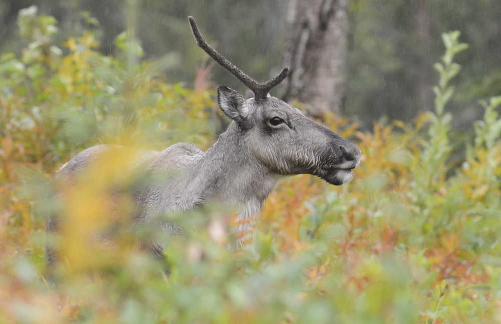 Photo by Rashah McChesney/Peninsula Clarion A caribou watches the road on Lawton Drive Thursday September 4, 2014 in Kenai, Alaska.