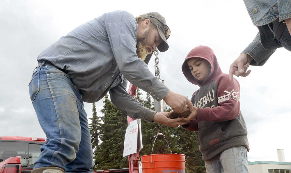Photo by Rashah McChesney/Peninsula Clarion  Daniel Kartchner hands a potato to his son, Falcon Kartchner, as the family sells potatos and honey out of a pickup truck by the Kenai Spur Highway Thursday September 11, 2014 in Kenai, Alaska.