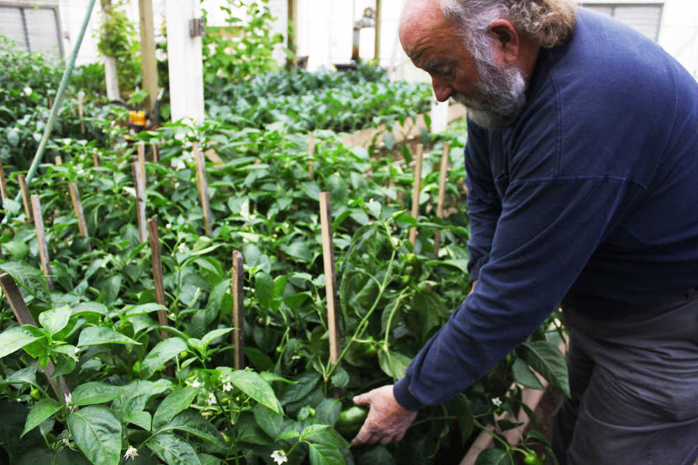 Photo by Kelly Sullivan/ Peninsula Clarion Glenn Sackett, owner of Sackett Family Farms' Organic Produce located in Sterling, grows a variety of hot and sweet pepper in his greenhouses, Friday, September 12, 2014 in Sterling, Alaska. He said he will be harvesting his vegetables until the end of November.
