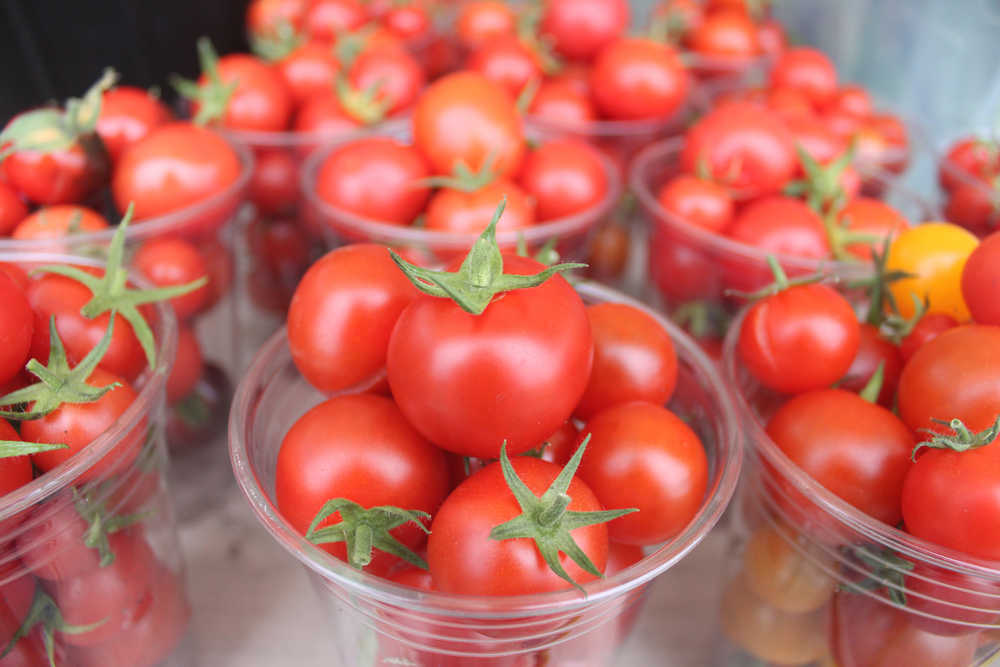 Photo by Kelly Sullivan/ Peninsula Clarion Glenn Sackett, owner of Sackett Family Farms' Organic Produce located in Sterling, has 800 tomato plants he is in the process of harvesting, Friday, September 12, 2014 in Sterling, Alaska.