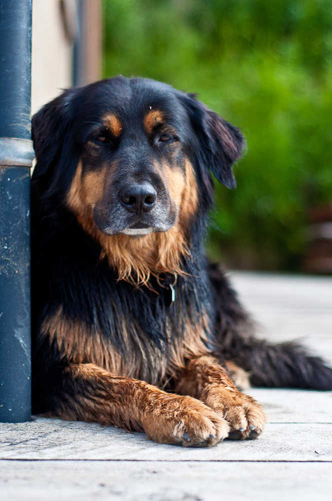 Scott Frostad shared this photo of his dog, Mickey, relaxing at a cabin north of Kenai.