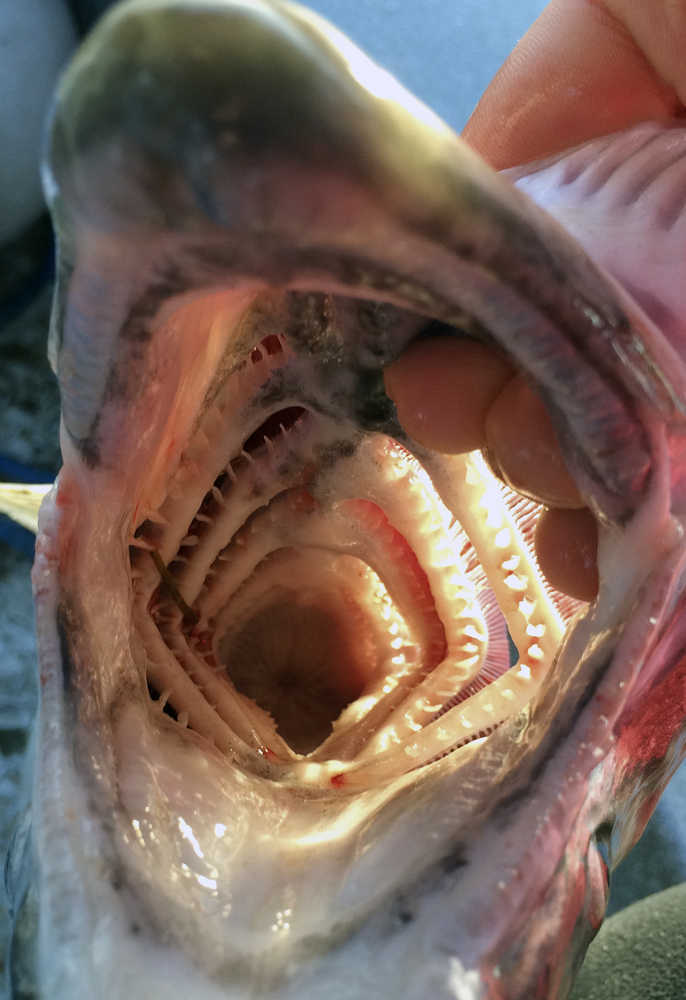 Photo by Rashah McChesney/Peninsula Clarion  Molly Dischner, of Anchorage, shows off a freshly caught coho salmon September 1, 2014 on the Kenai River.